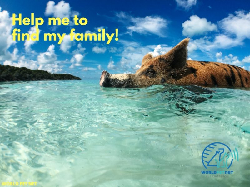 microchip registration is a duty - help me to find my family